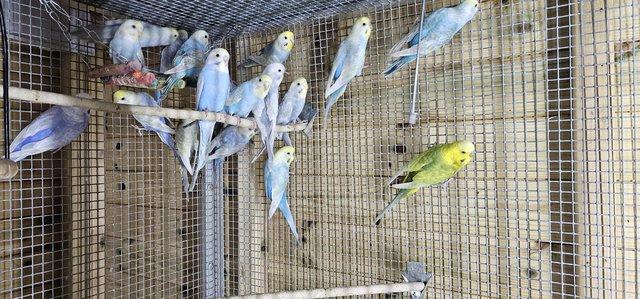Image 2 of 3-5 months old baby budgies