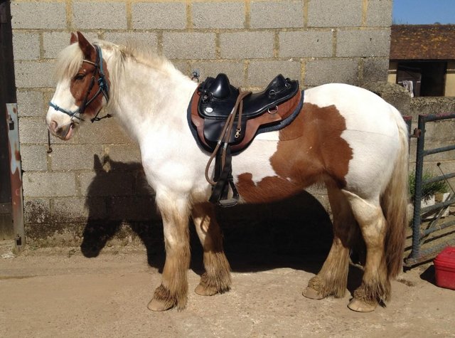 Preview of the first image of Adult sharer wanted for lovely safe cob near Guildford.