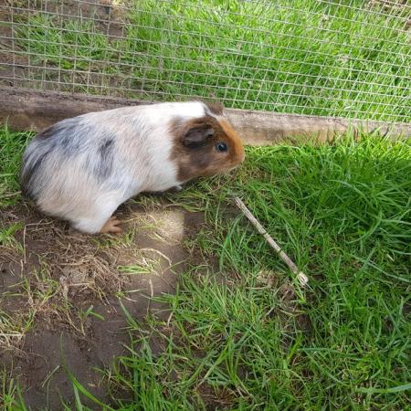 Image 4 of Male Guinea pig 2 months old