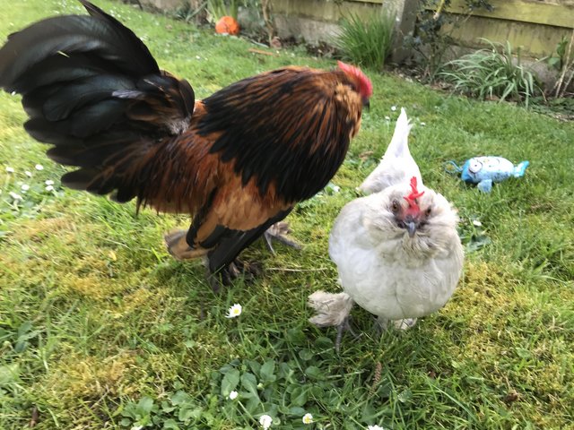Preview of the first image of Pair of pekin bantams looking for a new home 1 male 1 female.