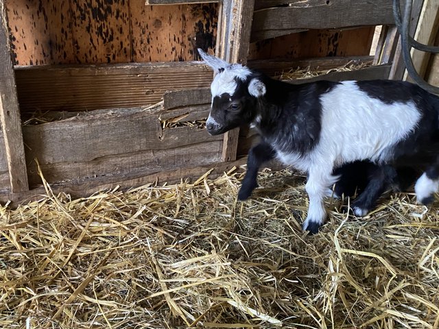 Preview of the first image of Dwarf dairy goats for sale.