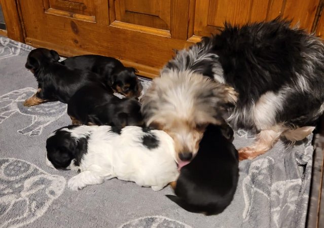 Biewer yorkshire terrier puppies For Sale in Lincoln, Lincolnshire