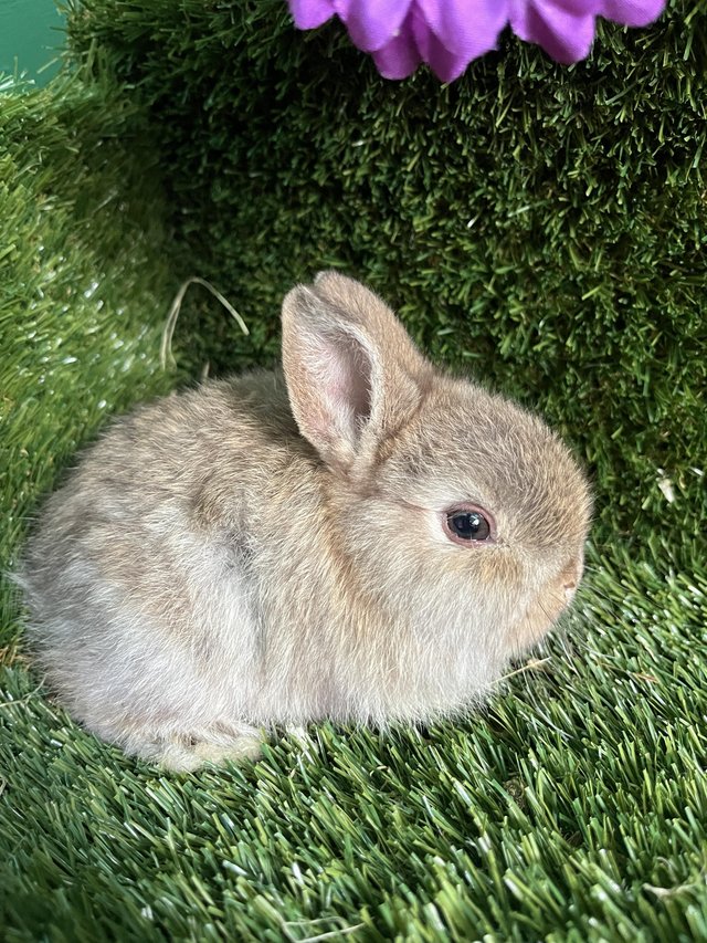 Preview of the first image of 2 Netherland dwarf boys.