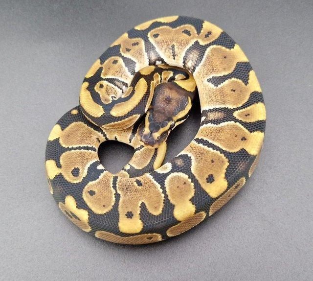 Preview of the first image of Normal Het Clown 50% Het Pied Female Ball Python 231101.