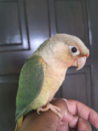Image 3 of Hand reared turquoise pineapple green cheek conure - Male