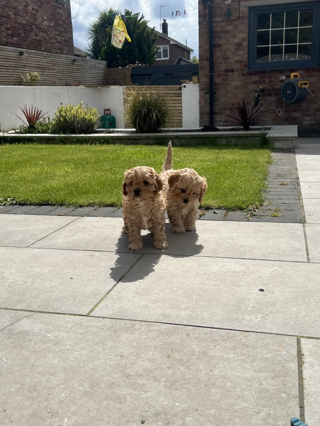 Preview of the first image of Stunning F1 Cavapoo Puppies (boys).