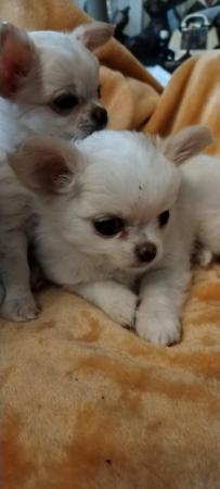 Image 3 of Puppy chihuahuas so loving and playful