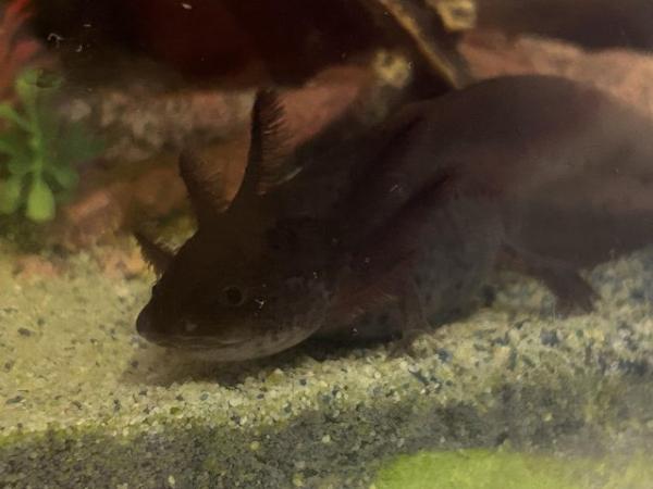 Image 5 of Lovely axolotls looking for new home