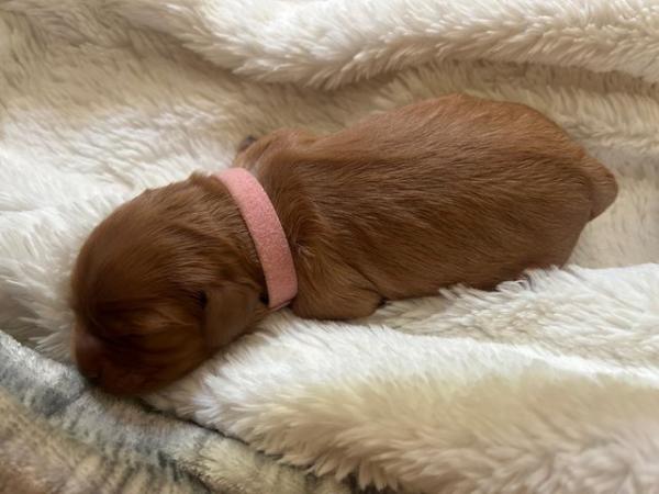 Image 5 of Cavalier King Charles Spaniel - KC registered, micro chipped