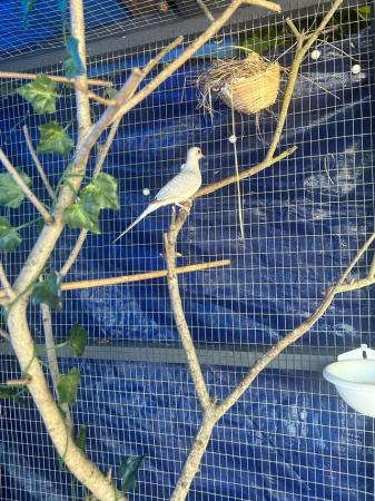 Image 3 of Diamond Dove for rehoming