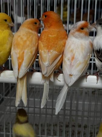 Image 8 of Canaries for sale in different colours
