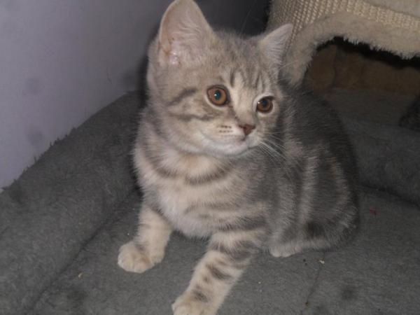 Image 3 of READY NOW - British Shorthair Blue Male Kitten