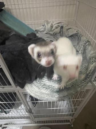 Image 4 of 2 female ferrets for sale