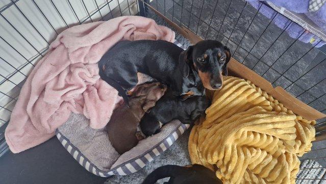 Preview of the first image of Mini Dacshund Puppies for sale.