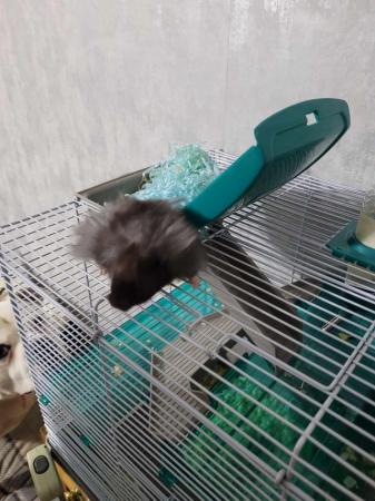 Image 1 of Fluffy hamster and cage for sale