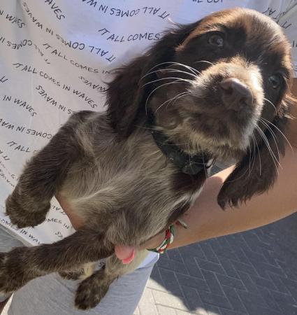 Image 9 of *REDUCED Price* Cocker Spaniels (3 Boys Left)