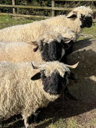 Image 3 of 2 pedigree Valais Blacknose shearlings