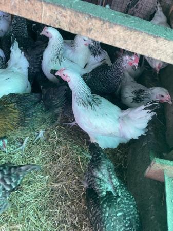 Image 8 of Chickens for sales point of lay