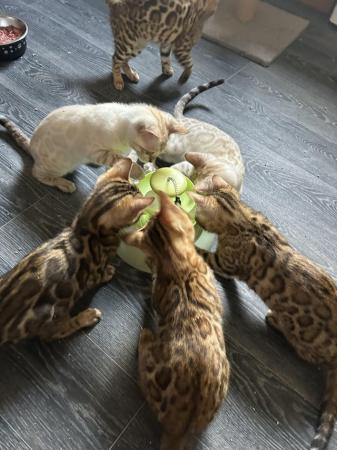 Image 2 of Stunning TICA reg Bengal loving kittens