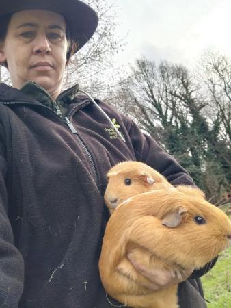 Image 4 of Guinea pigs for sale- Mum & daughter