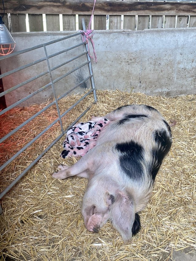 Preview of the first image of GOS Weaner piglets available to reserve - 2 boars left.