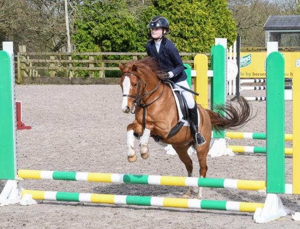 Image 1 of 12.2h 7 year old chestnut mare for sale