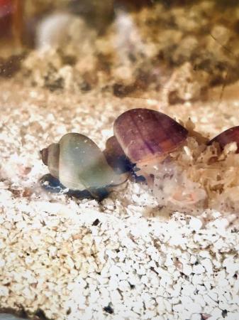 Image 7 of Mystery aquatic aquarium snail purple, blue, magenta, ivory