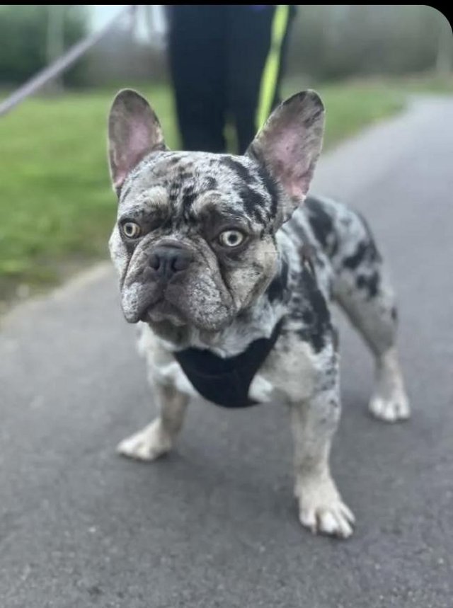 Preview of the first image of 2 year old Frenchie to only the best home.
