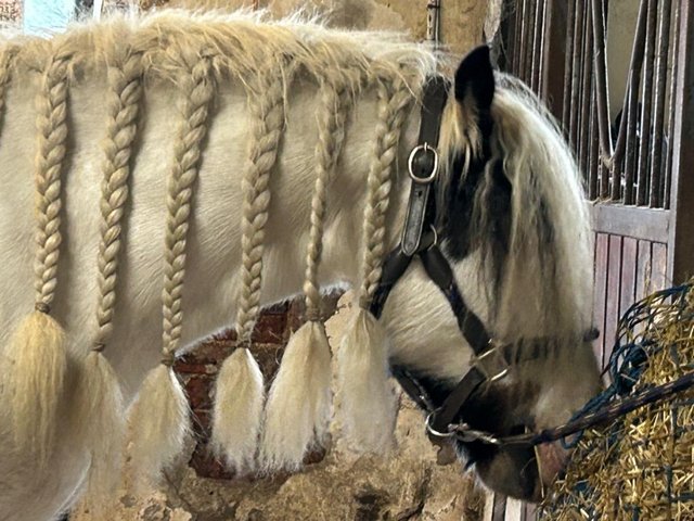 Preview of the first image of Gypsy cob , blue eyes 13H, gelding nearly 6years old x.