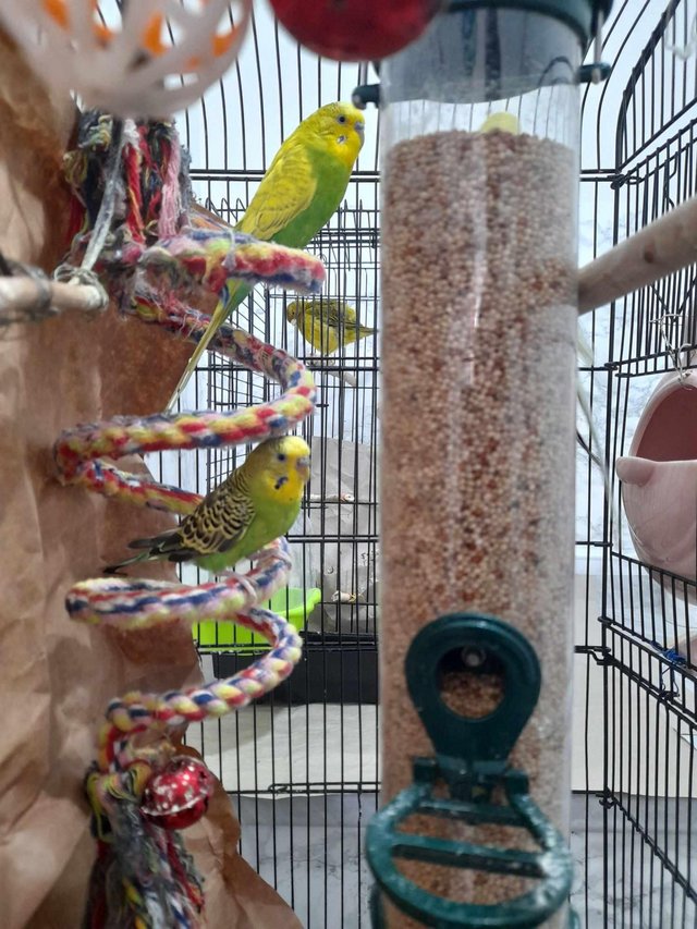 Preview of the first image of Bonded Budgie pair for sale.