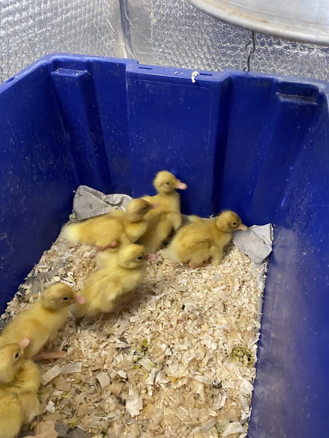 Preview of the first image of German pekin ducklings available.