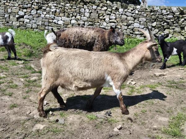 Image 6 of 2 older pygmy goat nannies, looking for an easy life