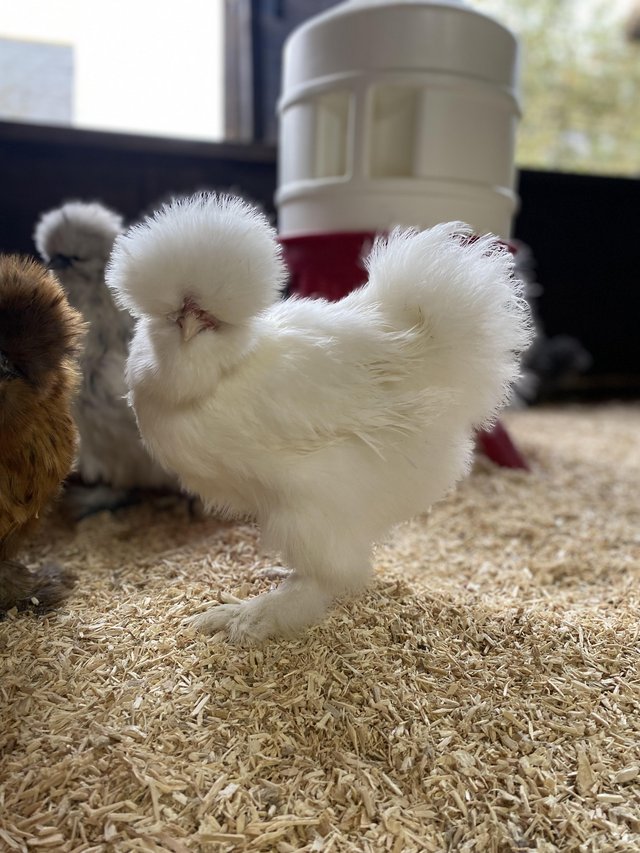 Preview of the first image of USA silkie bantam hatching eggs.