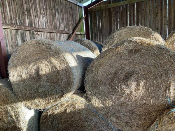 Image 1 of Large Round Meadow Hay Bales fromLate June 2023