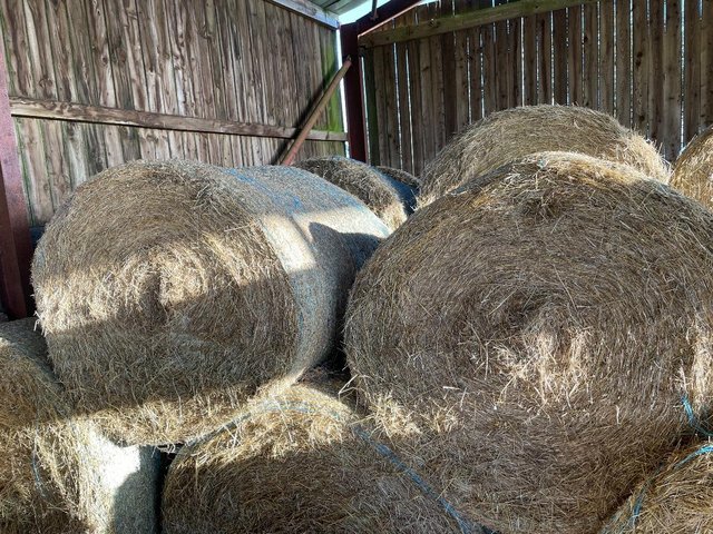 Preview of the first image of Large Round Meadow Hay Bales fromLate June 2023.
