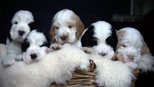 Image 31 of Show Cocker Puppies (KC Registered and fully health tested)