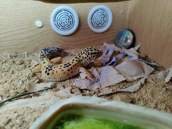Image 3 of 1 year old male Leopard Gecko with terrarium.