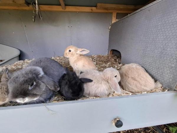 Image 4 of Gorgeous Pure Bred Baby Mini Lop Rabbits For Sale. £60 each