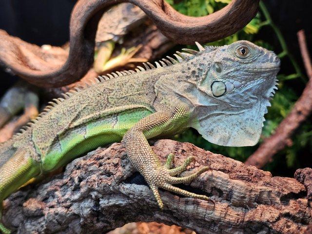 Preview of the first image of Grown on Baby green iguanas.