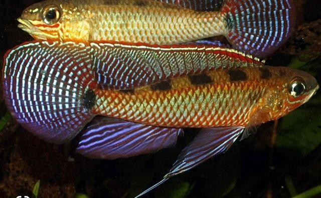Preview of the first image of F1 checkerboard cichlids (Dicrossus Maculatus rare).