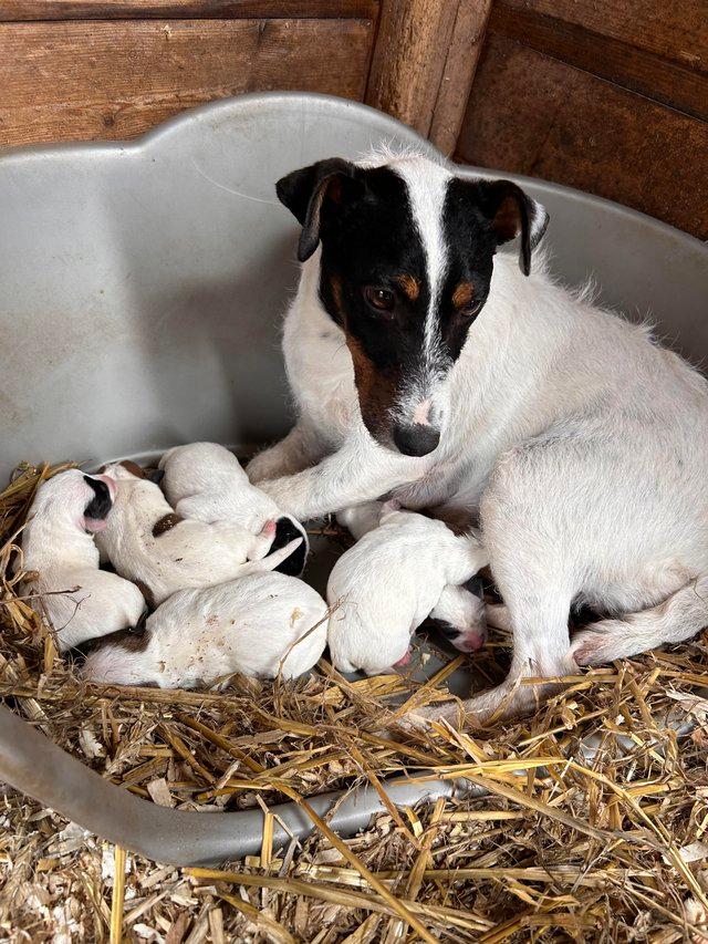 Preview of the first image of 2 Jack Russell Pups looking for their forever homes.