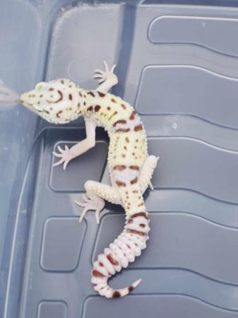 Image 5 of For sale Trio of Iranian Leopard Geckos
