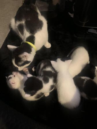 Image 5 of 3 kittens for sale male and female