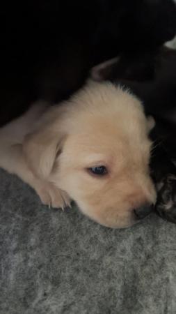 Image 4 of Labrador Retriever Puppies available