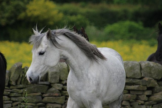 Image 4 of 11 year old grey arab mare