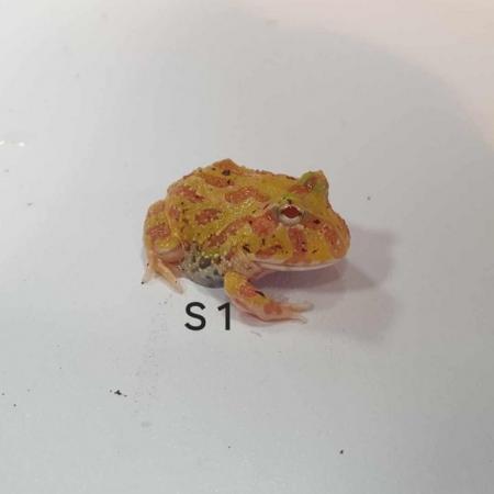 Image 8 of CB24 Pacman / Horned Frogs Available