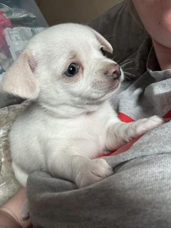 Image 4 of Two stunning male baby chihuahuas