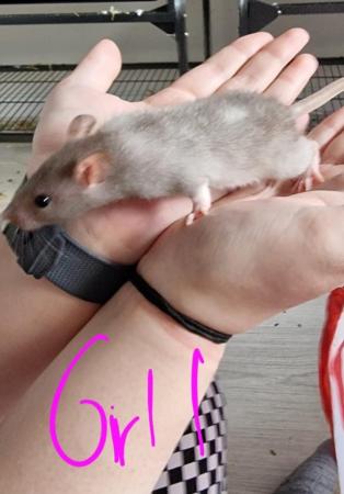 Image 32 of Friendly Female Rat Babies