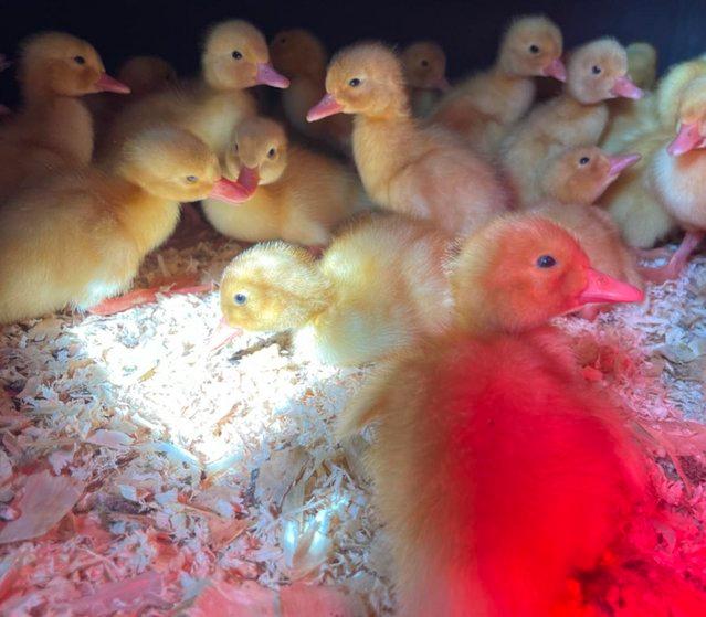Preview of the first image of Pekin ducklings as hatched ready now.