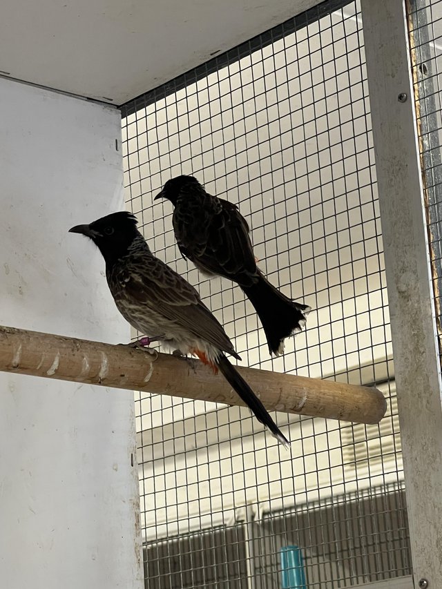 Preview of the first image of Pair or Red vented  Bulbuls - with DNA.